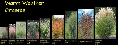 Perennials Test 12 Warm Weather Grasses Size Comparison Diagram Quizlet