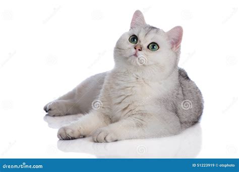 Adorable British Shorthair Kitten on White Stock Image - Image of gray ...