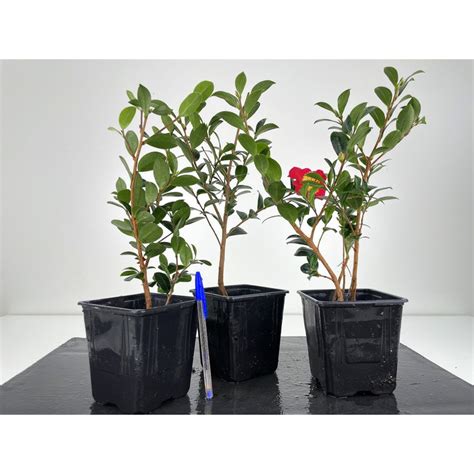 Camellia Sasanqua Baby Bons I I