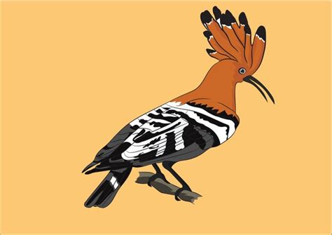 Premium Vector Graphic Illustration Of Colorful Hoopoe Bird Sitting