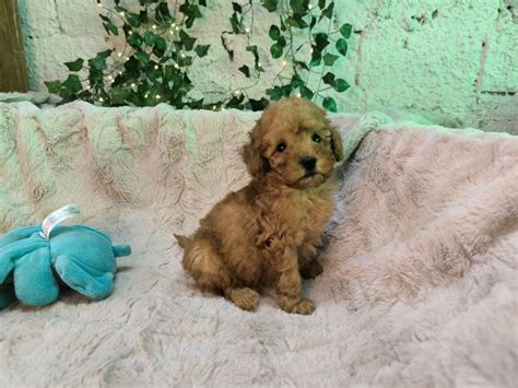 Pui Pudel Toy Red Caniche Rosu Oradea Olx Ro