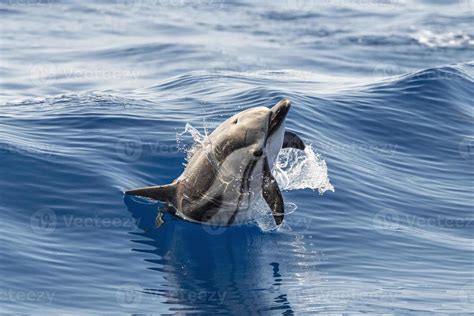 striped Dolphin while jumping in the deep blue sea 12008222 Stock Photo ...