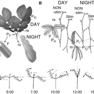 (PDF) Rhythmic Leaf Movements: Physiological and Molecular Aspects