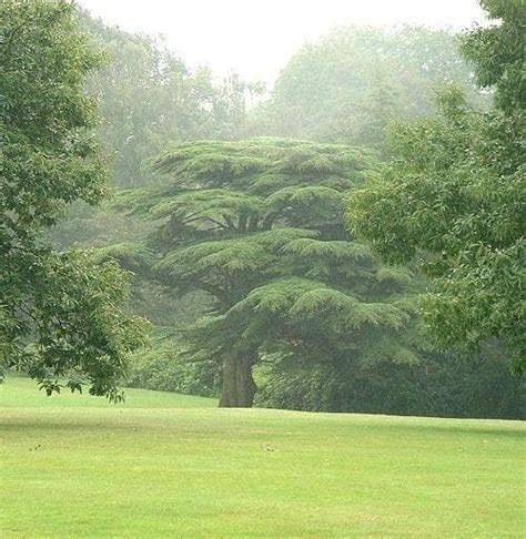 Ливански кедър (Cedrus libani) | Ботаника | Beautiful gardens, Dream ...