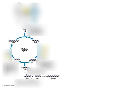 The Calvin Cycle Diagram Diagram Quizlet