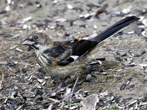 Eastern Towhee - NestWatch