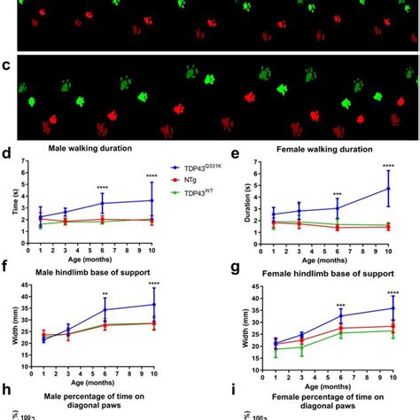 CatWalk Gait Analysis Showing Paw Print Patterns Walking Duration