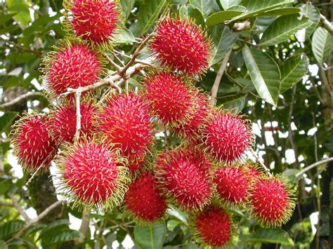 Rambutan At Best Price In Basirhat By Bengal Nursery Id 7800936973