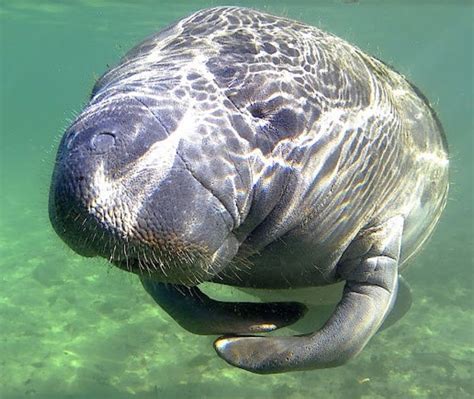 Weeki Wachee Manatees vs Crystal River, Where to Have the Best Manatee