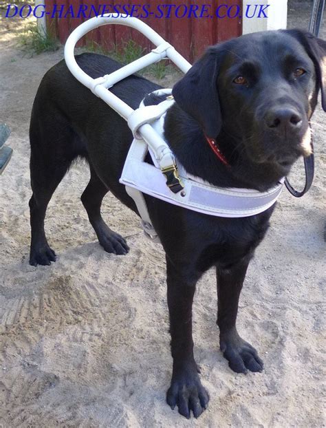 Labrador Harness of White Leather | Guide Dog Harness