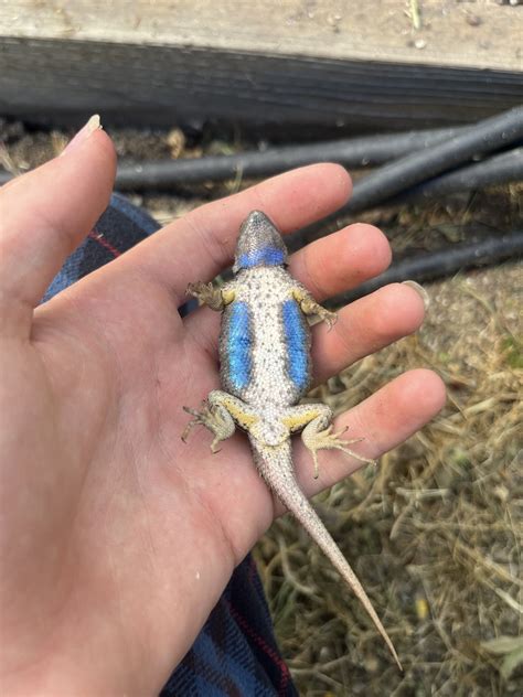 Western Fence Lizard From Hansen Rd Honeydew Ca Us On June