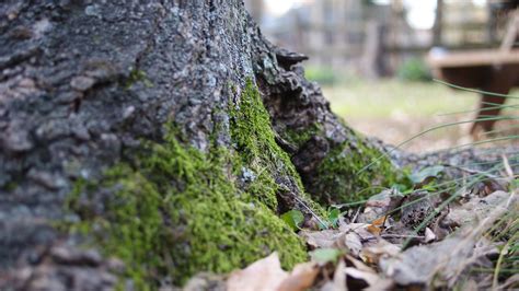 Free Images Tree Nature Forest Branch Leaf Flower Trunk Moss