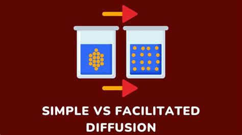 Simple Vs Facilitated Diffusion: Similarities, Differences, And ...