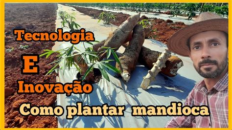 Passo A Passo No Cultivo Da Mandioca Macacheira Alta Produ O E