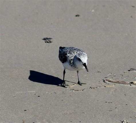 Sanderling From Kleberg County TX USA On April 10 2024 At 04 56 PM