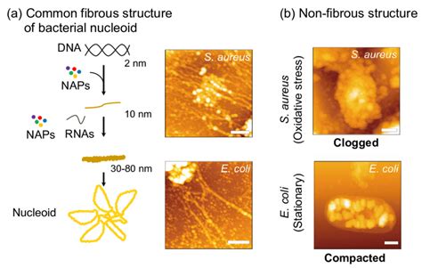 Nucleoid structure and dynamics in bacteria. (a) A model of the... | Download Scientific Diagram