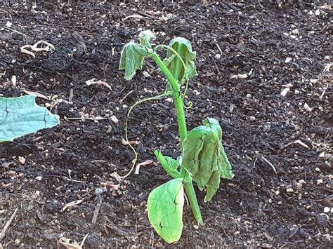 What Is Wrong With This Cucumber R Vegetablegardening