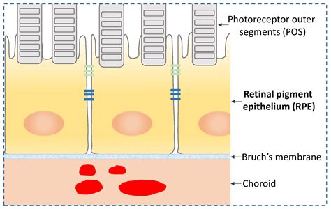 Proteomes Free Full Text Proteomics Of Human Retinal Pigment