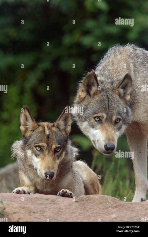 Two Gray Wolves Canis Lupus Stock Photo Alamy