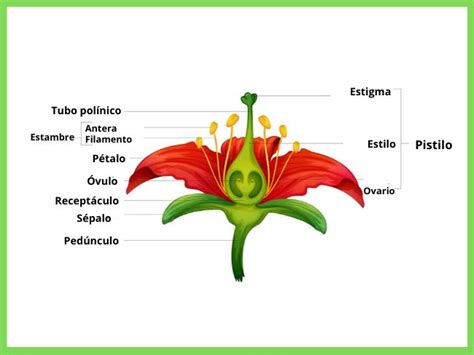 Partes De La Flor Imagen