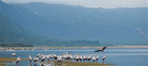 Lake Manyara National Park Entrance Fees Tanzania Safaris Tours