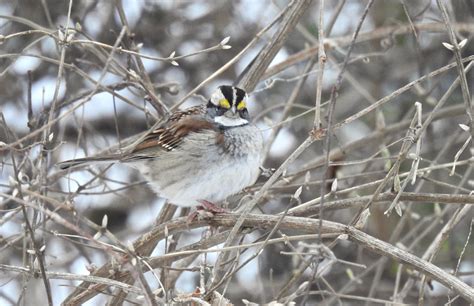 Birding at The Woodlands: Keep Birding Through the Winter! — The Woodlands