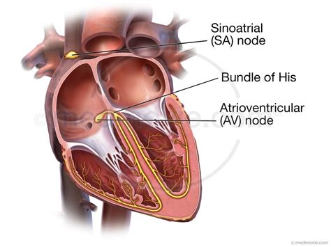 The Atrioventricular Bundle Or Bundle Of His Was Discovered By