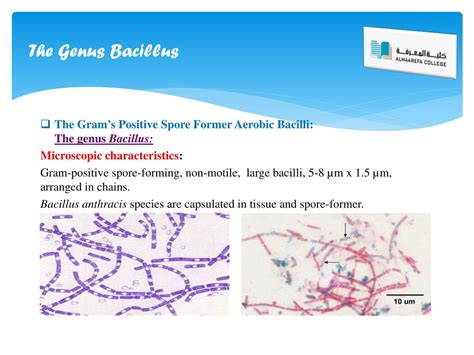 Ppt Gram Positive Bacilli Powerpoint Presentation Free Download Id