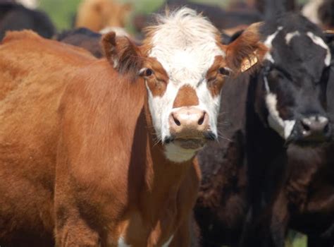 Consignatarios Mercado Firme Para Los Vacunos Todo El Campo