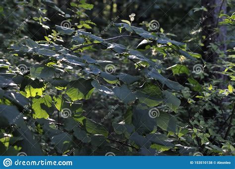 Folhas Varicolored Do Linden Ramo Do Linden A Folha Verde Do Linden