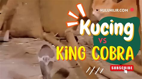 Video Pertarungan Kucing Vs King Cobra Fakta Kucing Youtube