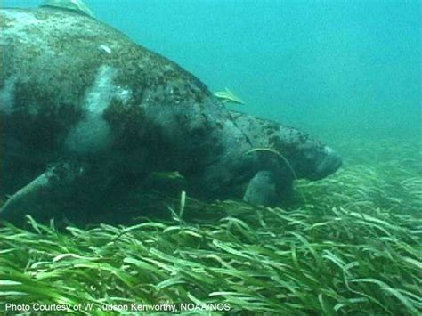 -Manatees grazing in a seagrass bed near Florida Keys. | Animals wild