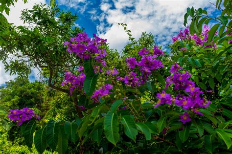 紫薇花开夏日阳光下 高山流水摄 富士胶片影赛 FUJIFILM