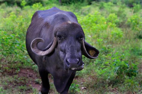 Water Buffalo Herd Stock Photos Pictures And Royalty Free Images Istock