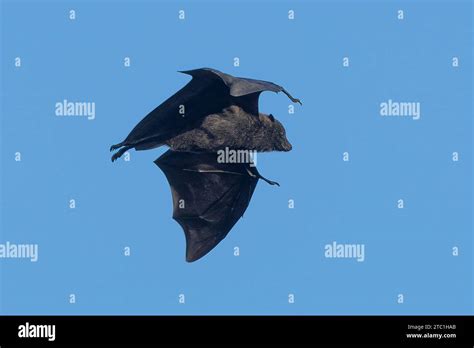 Flying fox australia hi-res stock photography and images - Alamy