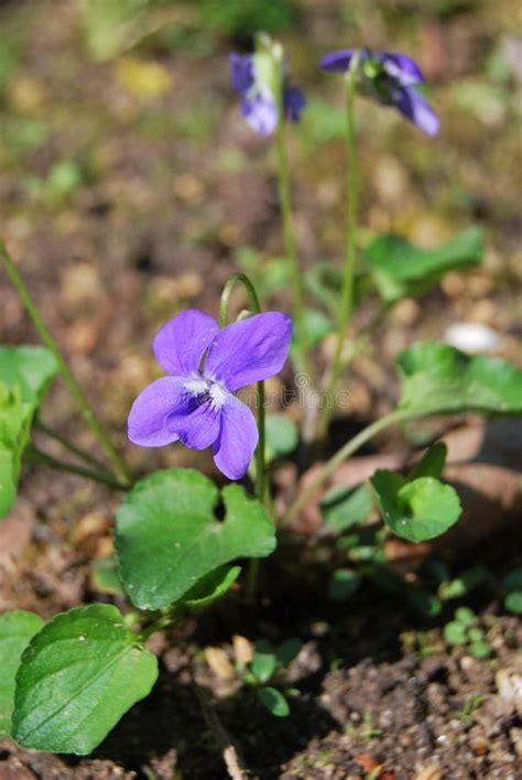 Viola odorata stock photo. Image of blossom, maerzveilchen - 264196056