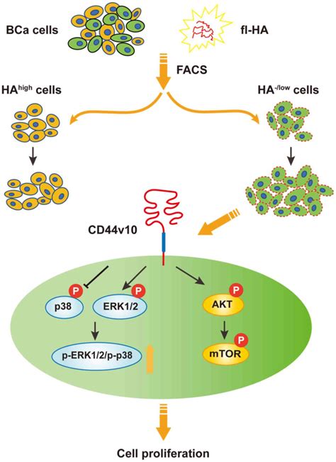 Cd Activation State Regulated By The Cd V Isoform Determines