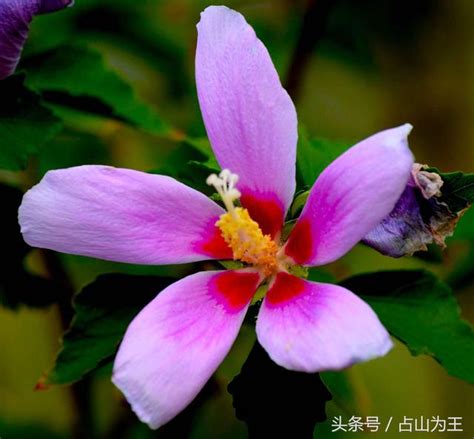 木槿花，是一種常見的庭院灌木花種，別名白槿花、櫚樹花、大碗花、籬障花、清明籬、白飯花、雞肉花、豬油花 每日頭條