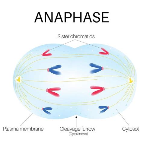 Anaphase is the phase of the cell cycle. | Cell cycle, Cell division ...