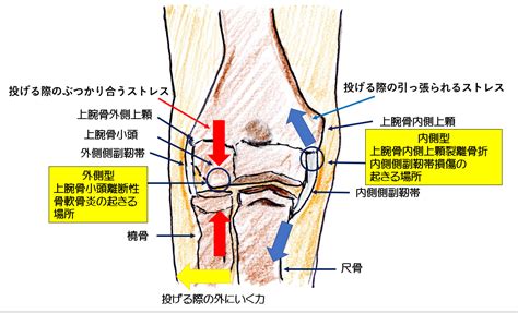 肘の曲げ伸ばしの練習