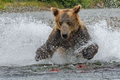 Grizzly Bear Pictures, Fine Art Prints | Photos by Jess Lee