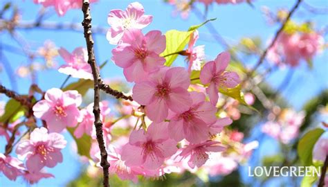 春の花20選｜春に咲く草花、樹木、球根の花 Lovegreenラブグリーン