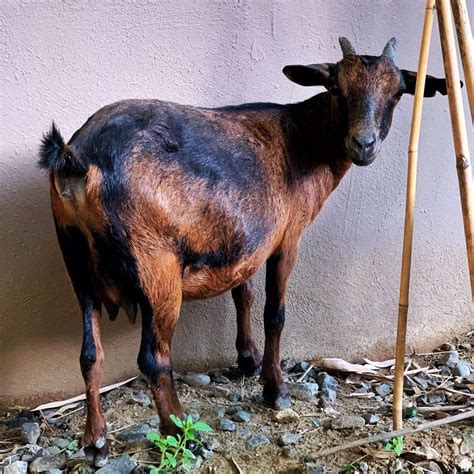 Itap Of A Street Goat In Cebu Philippines Photo Capture Nature