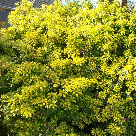 Escallonia Laevis Gold Ellen Evergreen Hardy Hedging Garden Shrub