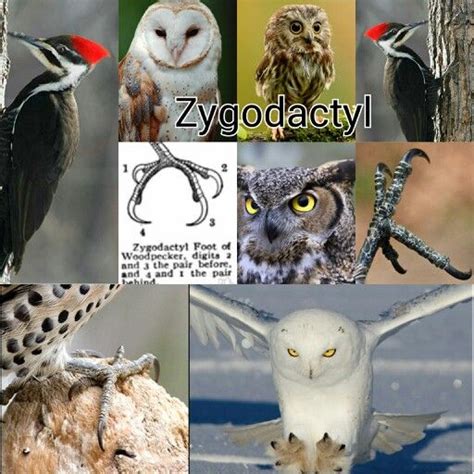 Zygodactyl | Birds, Animals, Bird