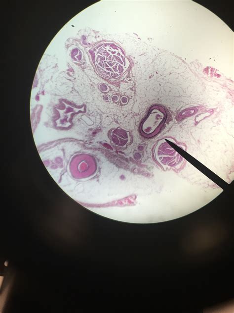 Artery And Vein Histology Diagram Quizlet