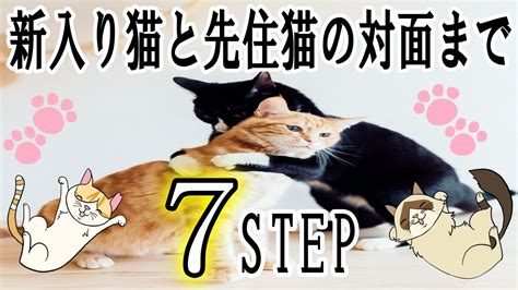 新入り猫と先住猫が仲良く対面するまでの7step【ケンカしない方法】 Youtube