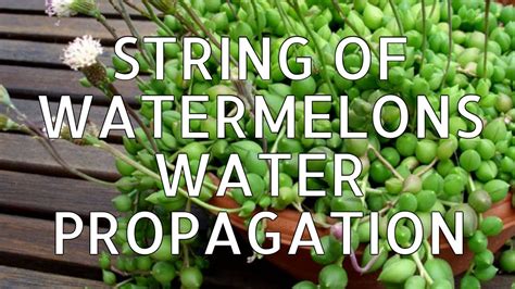 How To Water Propagate String Of Watermelon Nature Youtube