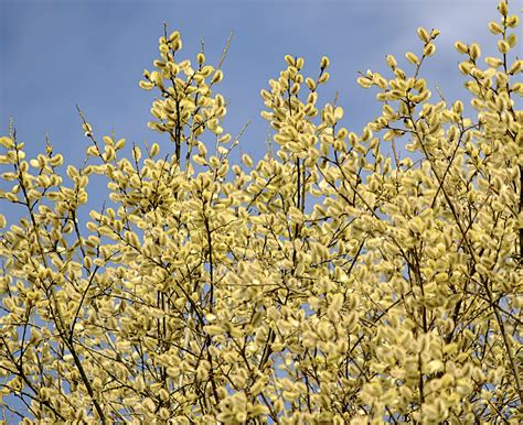 3001 365 078 Pussy Willow Colour Today I Had The Usual Sho Flickr