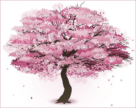 Cherry Blossom Tree Drawing Easy